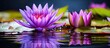 Water lily or lotus blossom