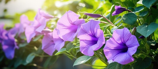 Poster - Tropical purple flowers bloom in the garden by morning