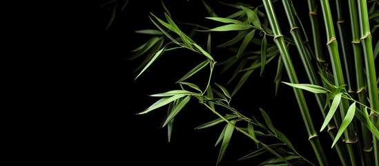 Wall Mural - Empty space for text with green bamboo stems on a black backdrop