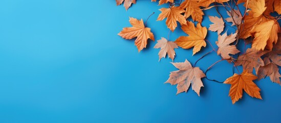 Fototapete - Autumn leaf pattern on blue background