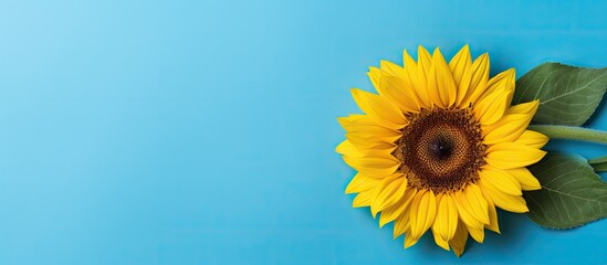 Poster - Sunflower on blue background top view