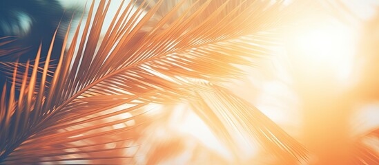 Aufkleber - Vintage concept business blog design templates with filtered effect Abstract palm tree in motion against sunlight background dynamic pattern and blurred leaves in the wind