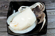 Fresh raw uncooked squid, a mollusc with an elongated soft body, large eyes, eight arms, and two tentacles in the superorder Decapodiformes, Squid can change colour for camouflage and signalling