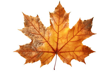 Wall Mural - red maple leaf isolated on transparent background - fall foliage in high-resolution png