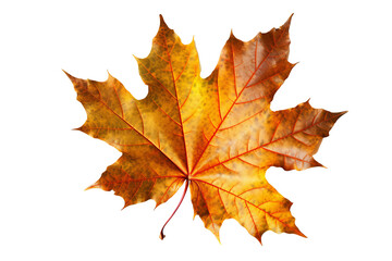 Wall Mural - red maple leaf isolated on transparent background - fall foliage in high-resolution png