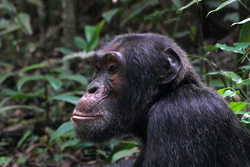  Chimpanzés dans la forêt de Kibale en Ouganda