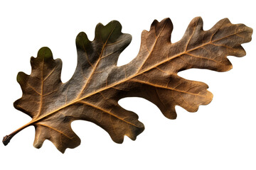 Wall Mural - oak leaf png: a high-quality transparent green leaf from an oak tree