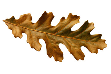 Wall Mural - oak leaf png: a high-quality transparent green leaf from an oak tree