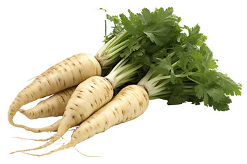 Fresh and organic parsnip root vegetable isolated on transparent background