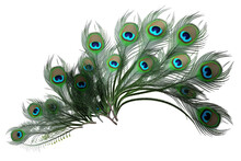 Green And White Striped Leaves Of Peacock Plant With Purple Underside Isolated On Transparent Background