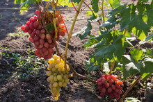Bunches Of Pink And White Grape On Vine On Vineyard