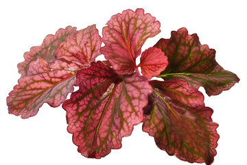 Wall Mural - Colorful and Variegated Leaves of Rex Begonia Plant Isolated on Transparent Background