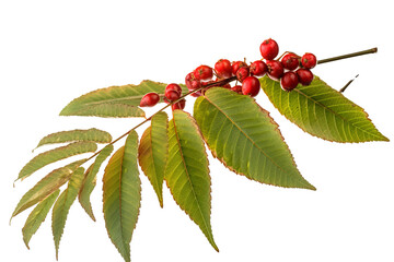 Wall Mural - red and green rowan leaves isolated on transparent background - autumn foliage clipart