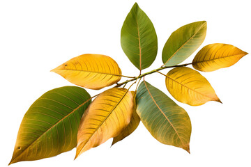 Wall Mural - green and yellow sassafras leaves with different shapes isolated on a transparent background - high 