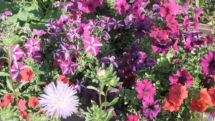 Wall Mural - flowers in a flower bed in the garden