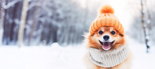 Cute Dog In Winter Clothes On Snow Background. Funny Pomeranian Puppy. Copy Space.