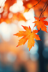 Wall Mural - Colourful maple leaves in autumn sunny day, focus in foreground leaves, blurred bokeh background.