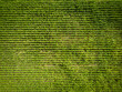 © Nick Beer - Top down view of soon to be harvested corn on the cob crops seen in rows in a farm in East Anglia, UK. Taken during late summer.