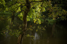 NATURAL ENVIRONMENT - A Young Oak Tree By The Lake