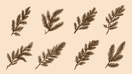 fir branches tree collection. pine branch, christmas time decorations. doodle nature forest elements