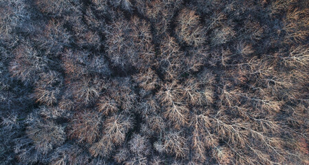 Aerial bird's eye view of a forest of the Dordogne valley in winter