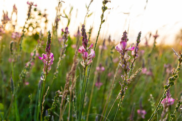 Wall Mural - Sainfoin Onobrychis viciifolia growing in the chalk grassland on Salisbury Plain military training area