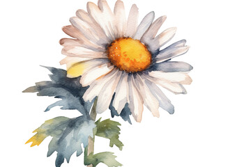 Wall Mural - Watercolor painting of a white Daisy flower with green leaves on a transparent background