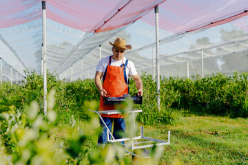 Sticker - Farmer working and picking blueberries on a organic farm