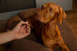 Pill for dog in the hands of the owner or veterinarian