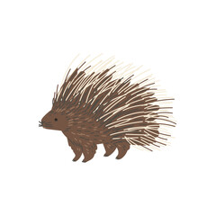 Porcupine with quills, flat vector illustration isolated on white background.