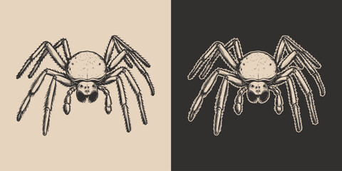 Vintage retro Halloween spider insect. Monochrome Graphic Art. Vector. Hand drawn element in engraving. style