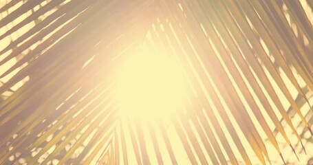 Wall Mural - Sunset at coconut leaves shot on telephoto lens closeups Filmed with high quality cinema cameras. DCI 4K ProRes422