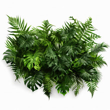 Tropical Leaves And Fern Plant Hedge Isolated On A Transparent Background. Lush Green Leaves Bush. 