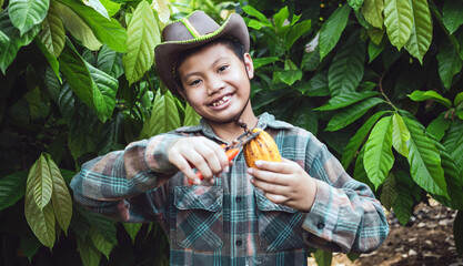 Sticker - Portraits of an Asian boy cocoa farmer happy smiling at harvested ripe cacao pods and pruning shears in hand agriculture in a cocoa plantation