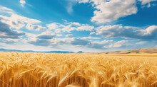 A summer landscape featuring a golden wheat field under a blue sky adorned with clouds.