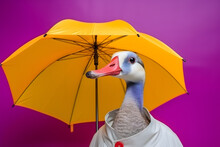 Portrait Of A Goose Wearing A Raincoat And An Umbrella In Studio, Colorful Background. Autumn Concept. Generative AI