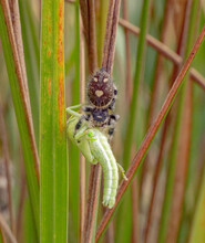 Regal Jumping Spider - Phidippus Regius - Large Female Eating A Young American Bird Grasshopper - Schistocerca Americana On Eastern Gamagrass - Tripsacum Dactyloides A Favorite Hiding Spot
