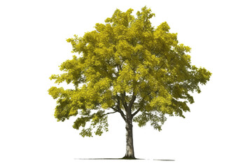 Wall Mural - Basswood tree with heart-shaped leaves and fragrant flowers isolated on transparent background