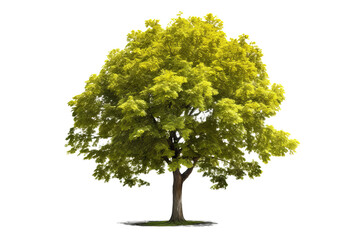 Wall Mural - Basswood tree with green leaves and yellow flowers isolated on transparent background