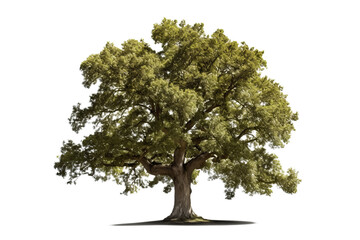 Wall Mural - American elm tree PNG with green leaves and brown trunk isolated on transparent Background