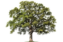American Elm Tree PNG With Green Leaves And Brown Trunk Isolated On Transparent Background - High Quality Image Of A Deciduous Tree With Green Leaves And Brown Bark
