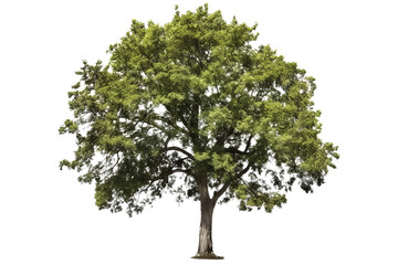 Wall Mural - American elm tree PNG with green leaves and brown trunk isolated on transparent Background - high quality image of a deciduous tree with green leaves and brown bark