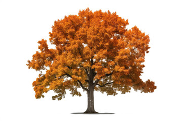 Wall Mural - northern red oak tree isolated on transparent background - high quality png of a deciduous tree nati