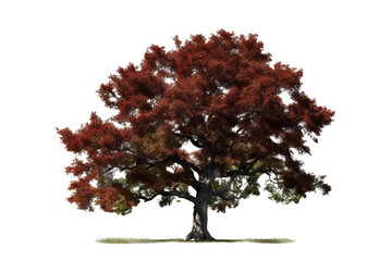 Wall Mural - northern red oak tree isolated on transparent background - high quality png of a deciduous tree nati