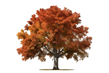 Wall Mural - northern red oak tree isolated on transparent background - high quality png of a deciduous tree nati