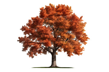 Wall Mural - northern red oak tree (quercus rubra) isolated on transparent background - high quality png of a dec