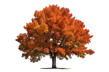 Wall Mural - northern red oak tree isolated on transparent background - high quality png of a deciduous tree nati