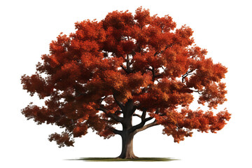Wall Mural - Northern Red Oak tree (Quercus rubra) isolated on transparent background - high quality PNG of a deciduous tree native to North America