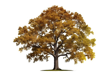 Wall Mural - Northern Red Oak tree (Quercus rubra) isolated on transparent background - high quality PNG of a deciduous tree native to North America