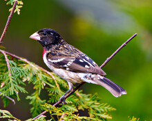 Rose-breasted Grosbeak Photo And Image. Grosbeak Male Close-up Side View Perched On A Branch With Colourful Background In Its Environment And Habitat.